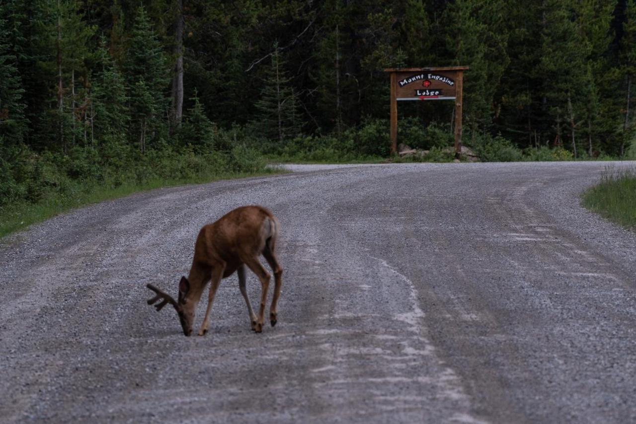 Mount Engadine Lodge Kananaskis Bagian luar foto